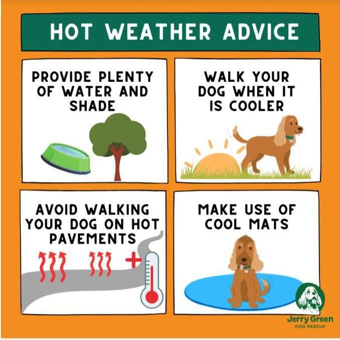 Advice from Jerry Green Dog Rescue to look after your dog in the hot weather