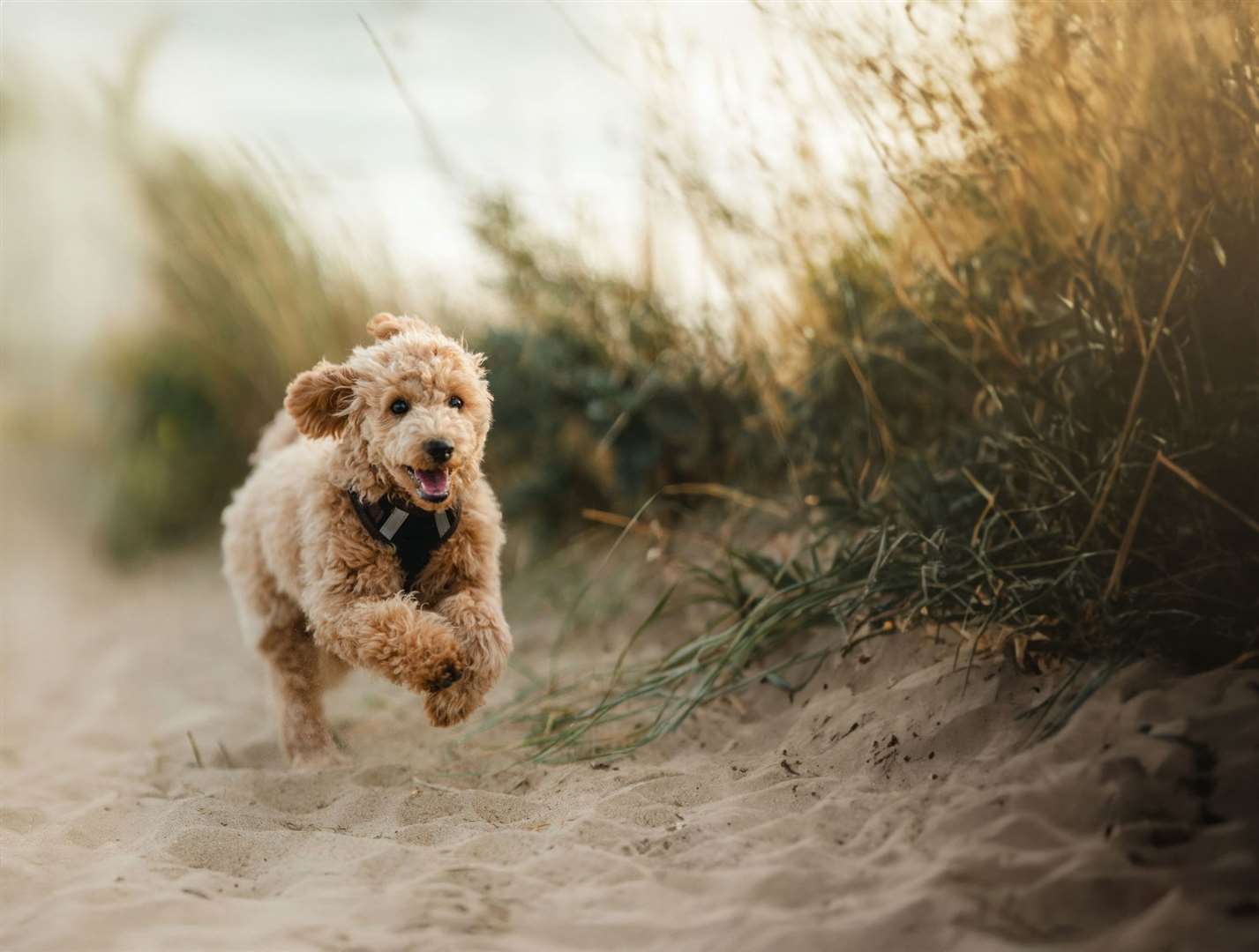 A dog enjoying running on a beach. Photo: istock/Wirestock