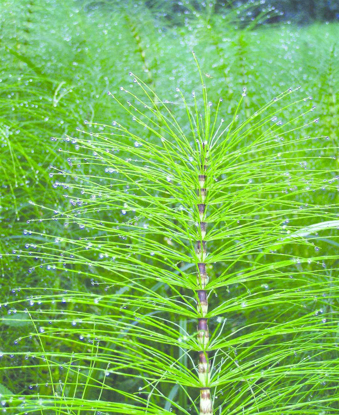Horsetail (40779814)