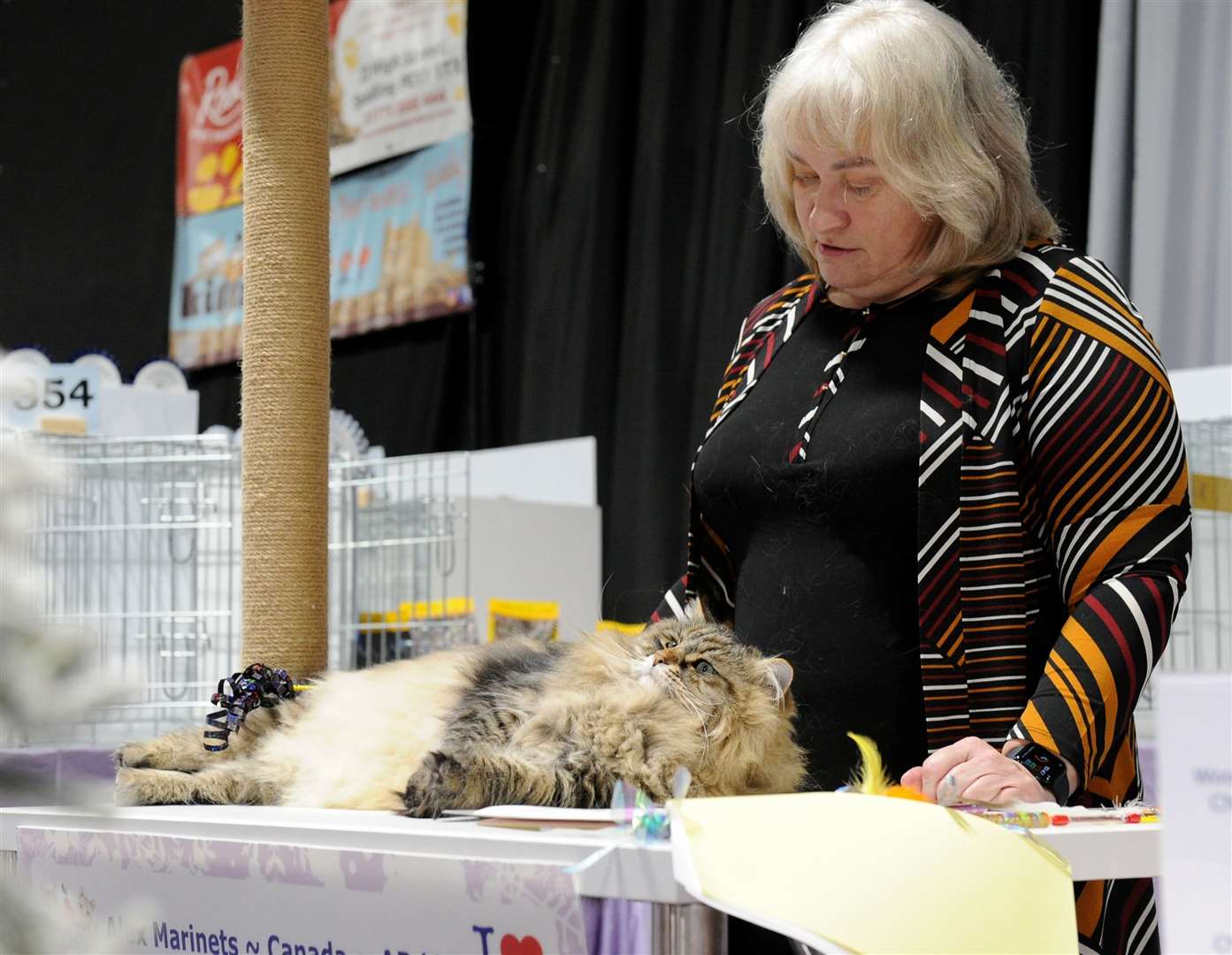 More than 100 cat breeds competed for the top spot