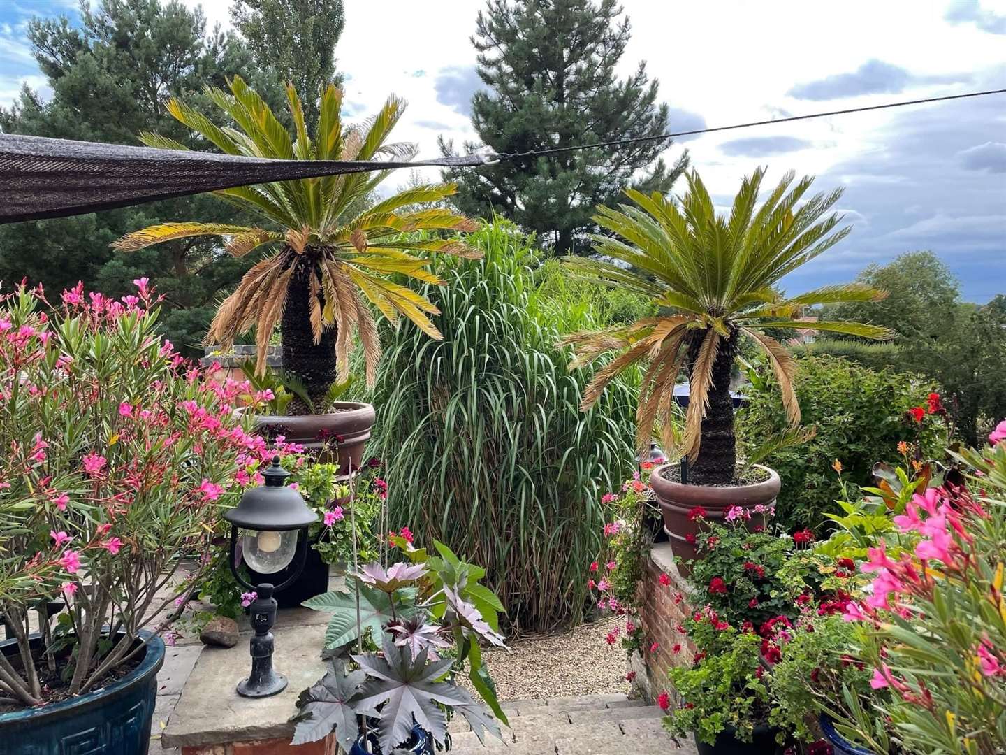 Honeytrees Tropical Gardens is open throughout August. Credit: Honeytrees Tropical Gardens (58927233)