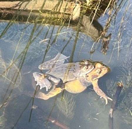 Catherine Headley-Tansor couldn't believe it when she found her pond full of mating frogs