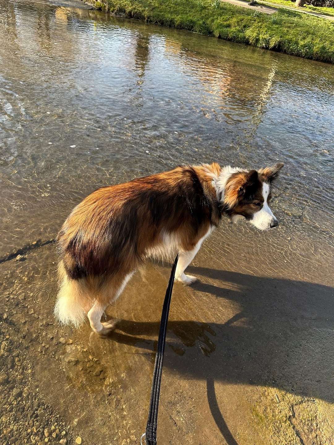 Hiro has a paddle in the beck during his morning walks. Photo: Supplied