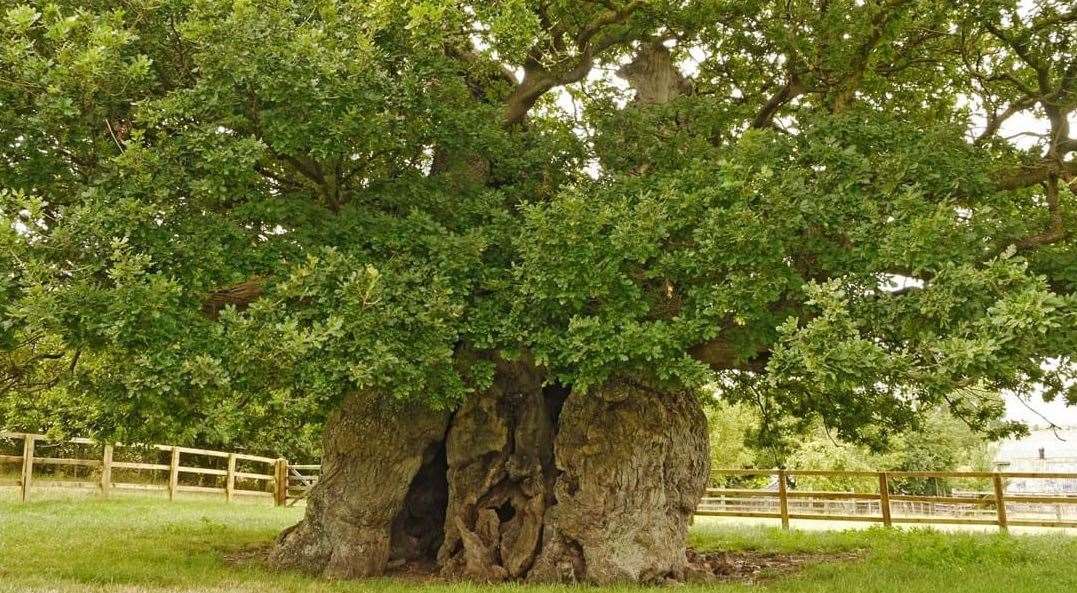 The Bowthorpe Oak. Photo: Julian Hight / WTML