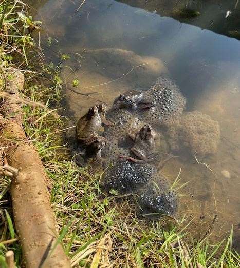 The frogs have been busy