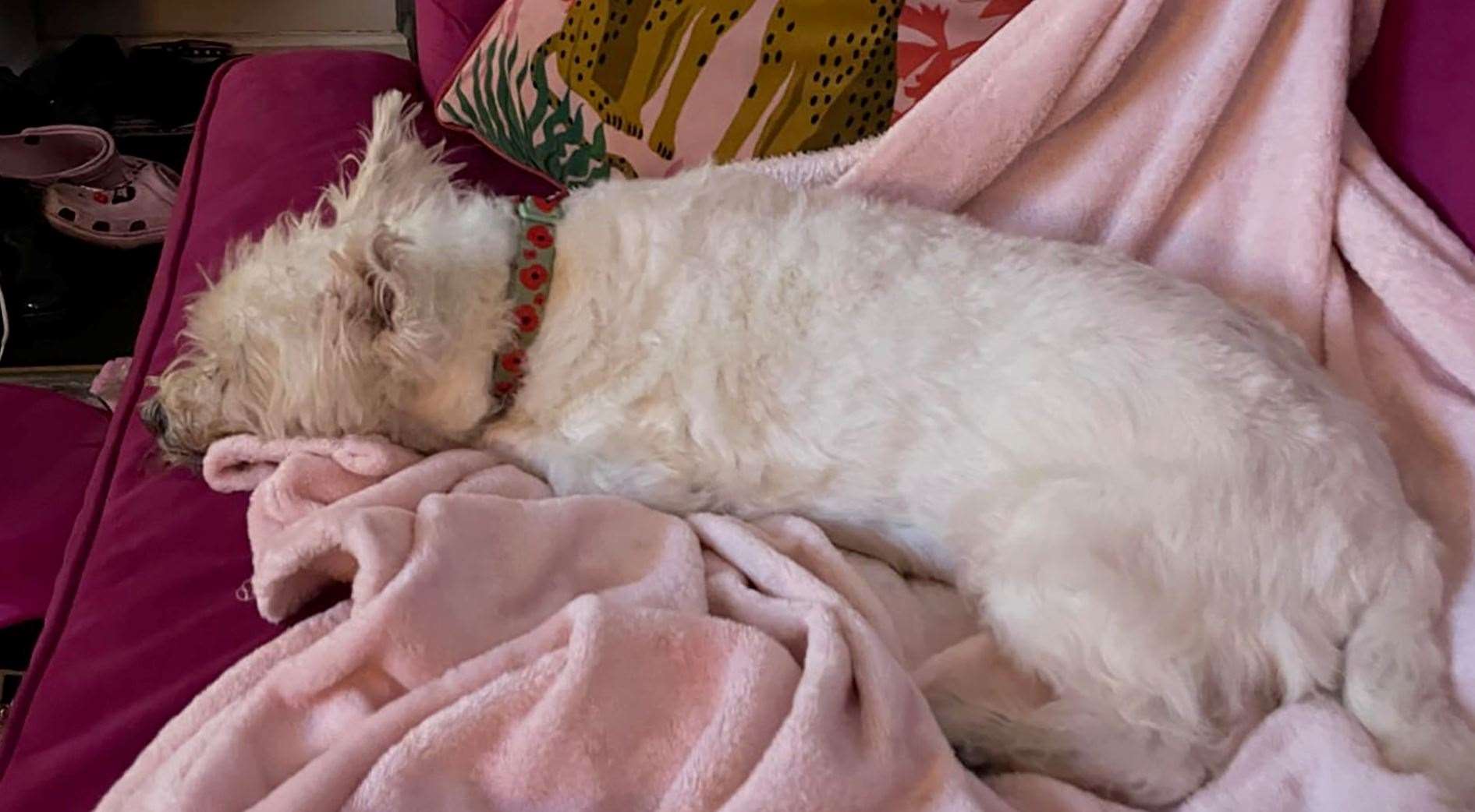 Lottie before the fire. | Image: Lincolnshire Fire and Rescue