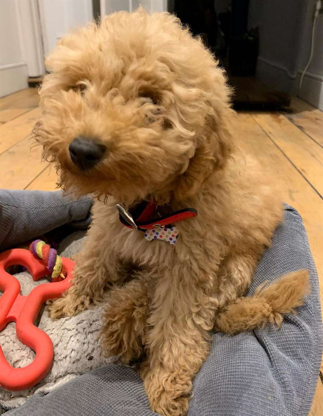 Olive the cockapoo puppy