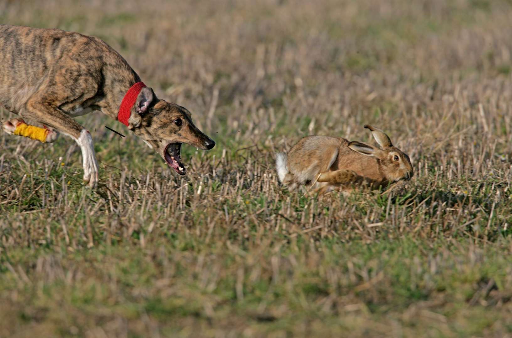 Hare coursing event is banned in England. Image: iStock