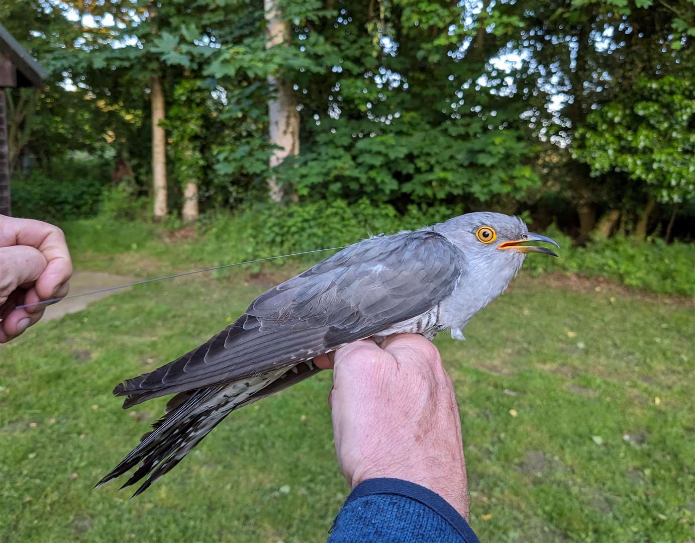 Cuthbert with a tracker. Photo: Vine House Farm
