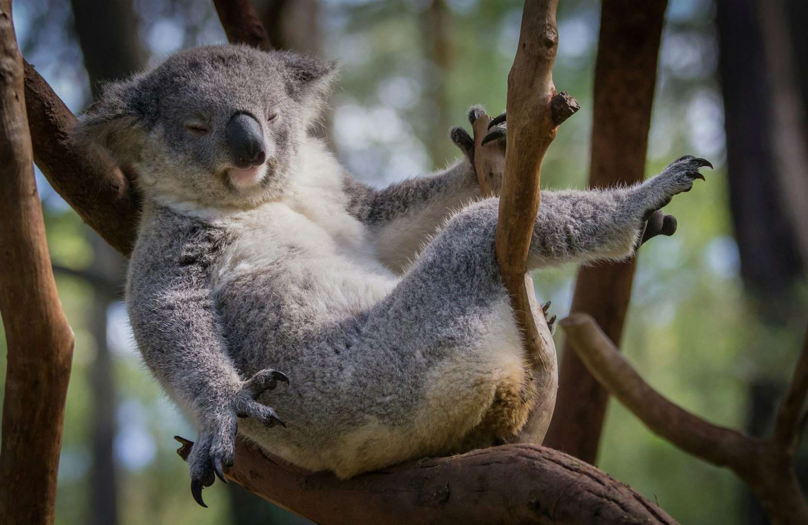 Koala in Australia. Photo: Travel Counsellors