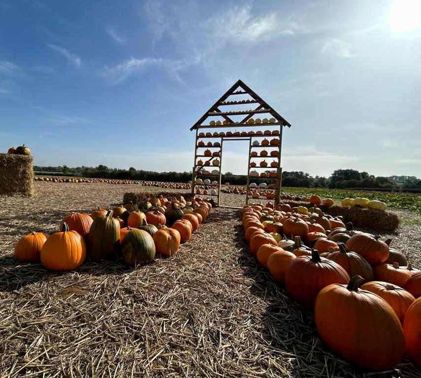 Fotheringhay Pumpkin Patch