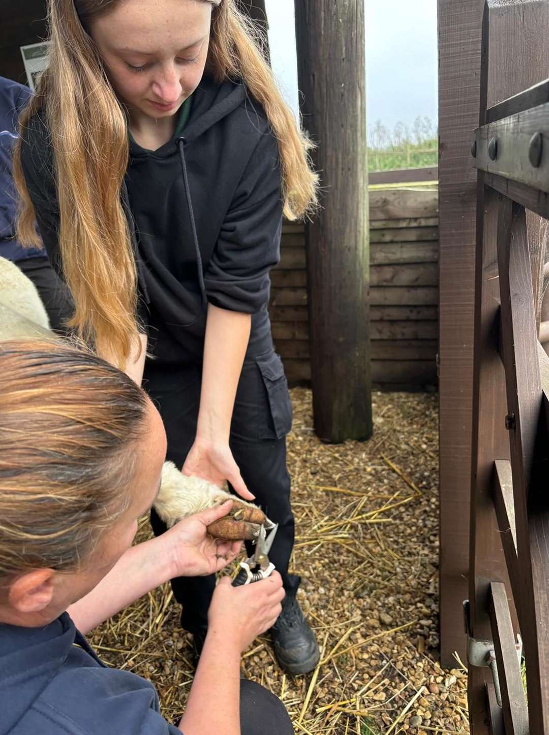 Trimming toenails
