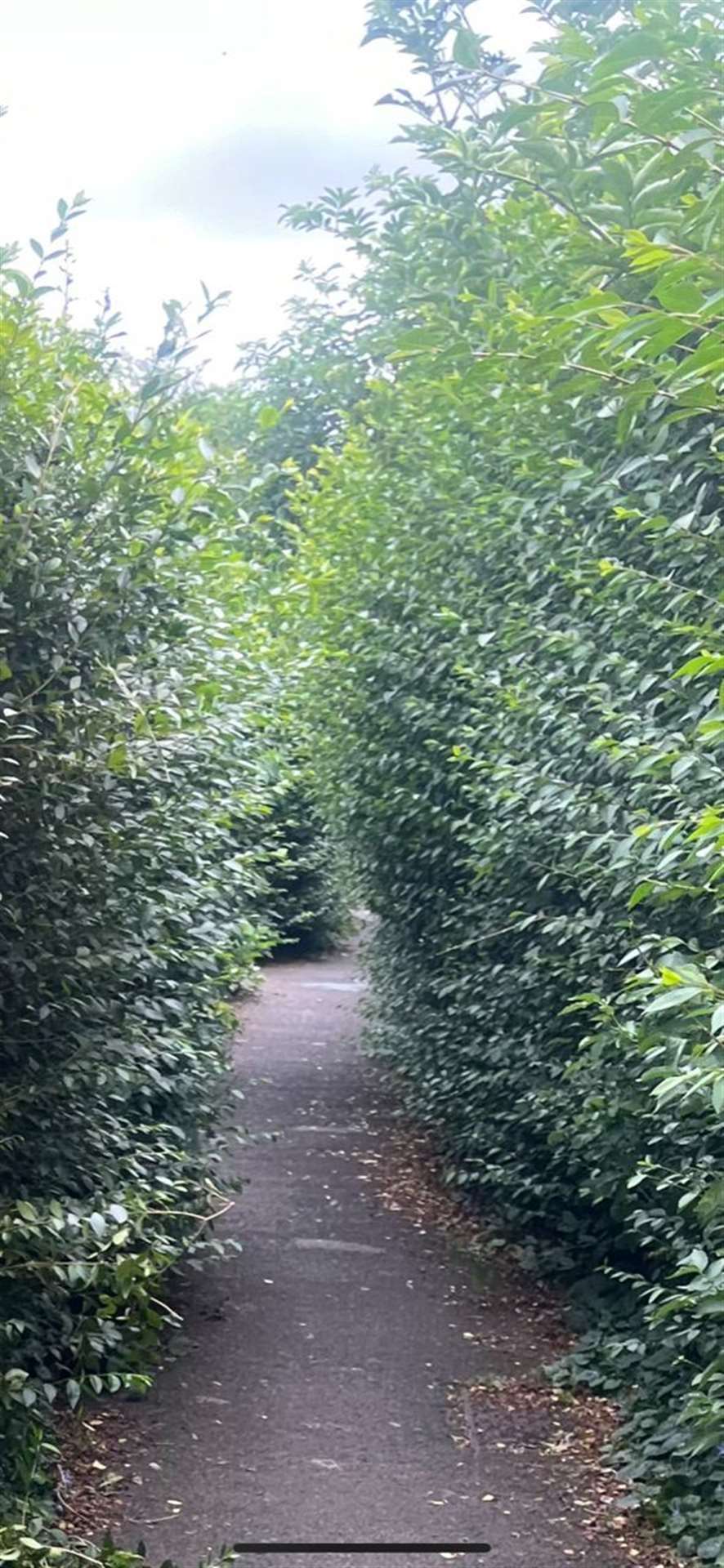 The hedge before was described as full, overgrown and shocking, and forced people to walk singlefile.