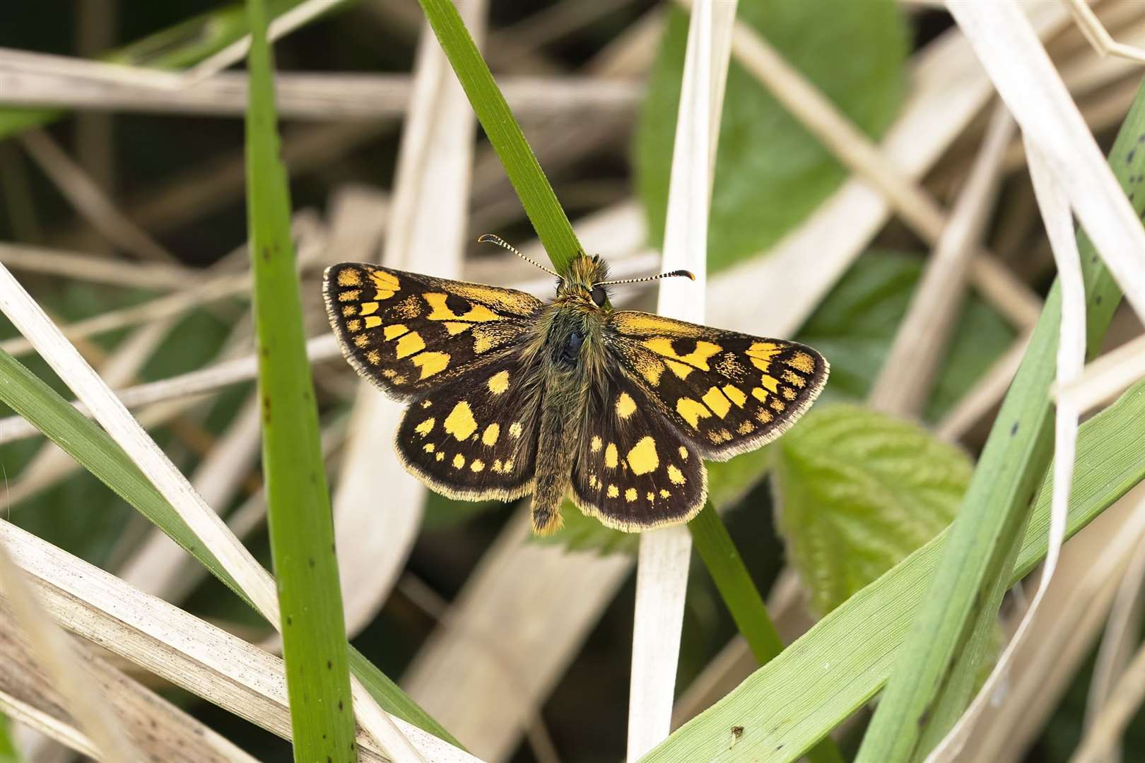 A male chequered skipper. Photo: Dave James