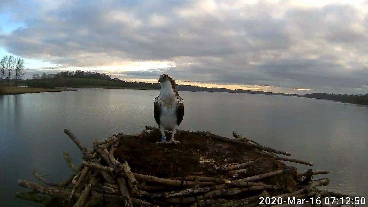 One of the ospreys that has returned to Lyndon Nature Reserve. Photo: Rutland Osprey Project (31873151)