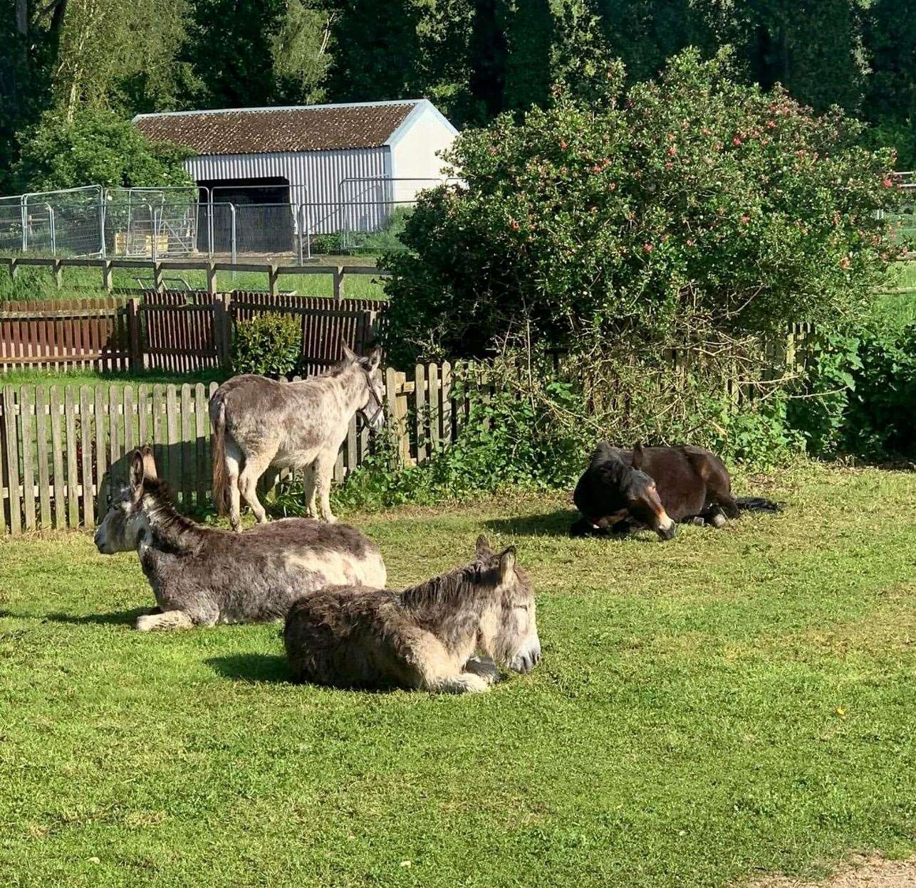 Donkeys basking in the sun