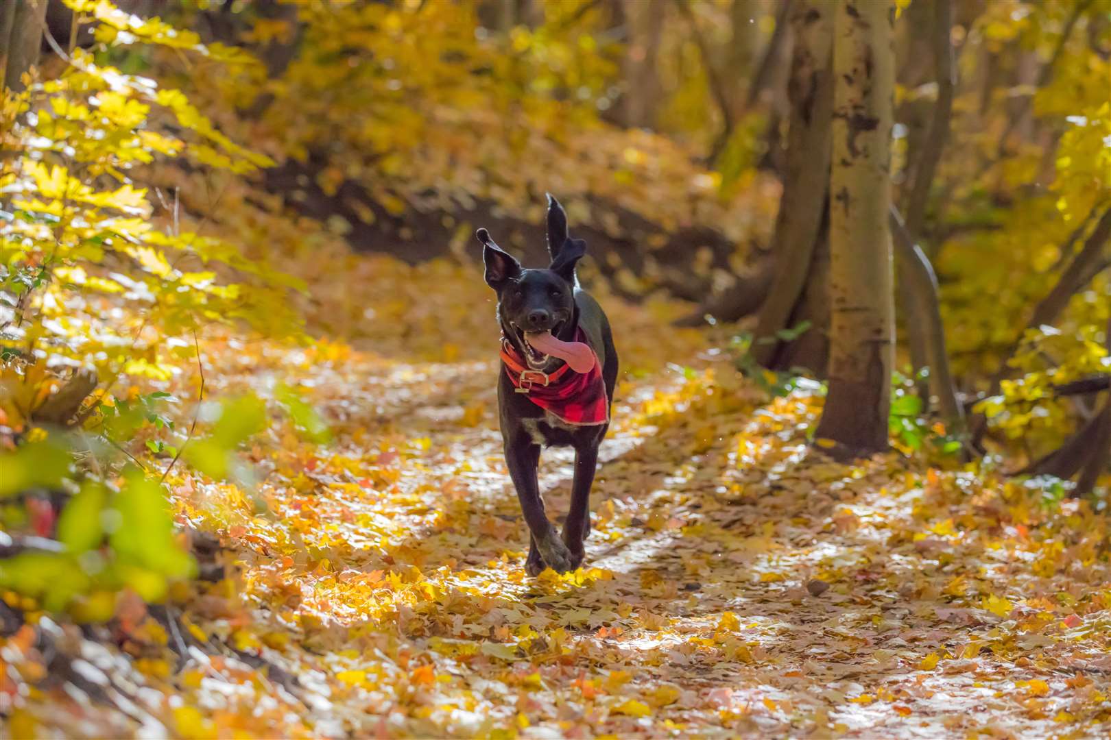 Antifreeze can cause damage to your dog's kidneys. Picture: Patrick Hendry, Unsplash