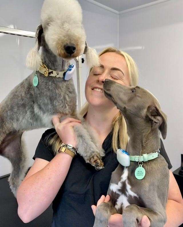 Fresh as a sales daisy dog salon
