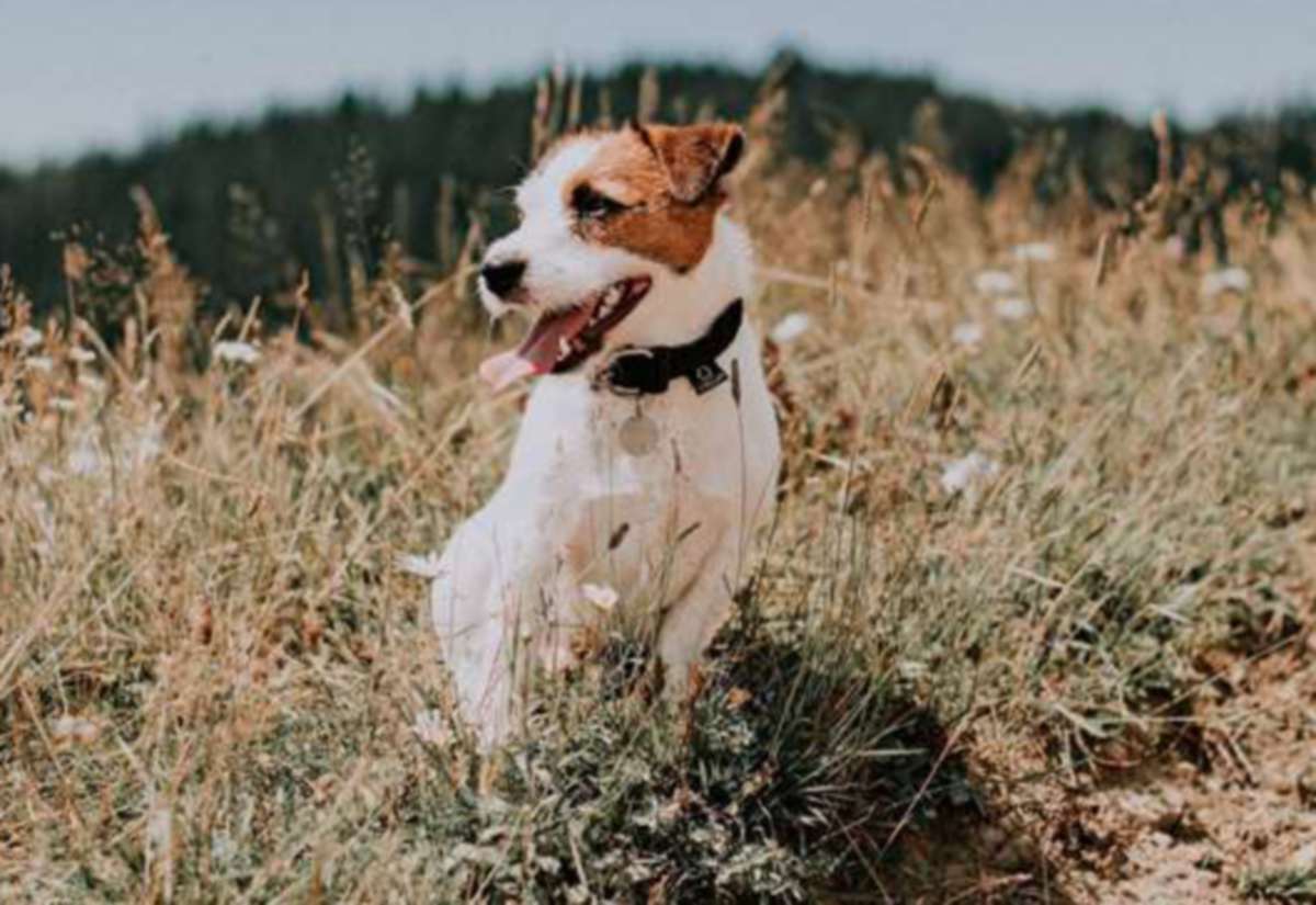 Grantham pet expert provides a pre-summer checklist for your dog