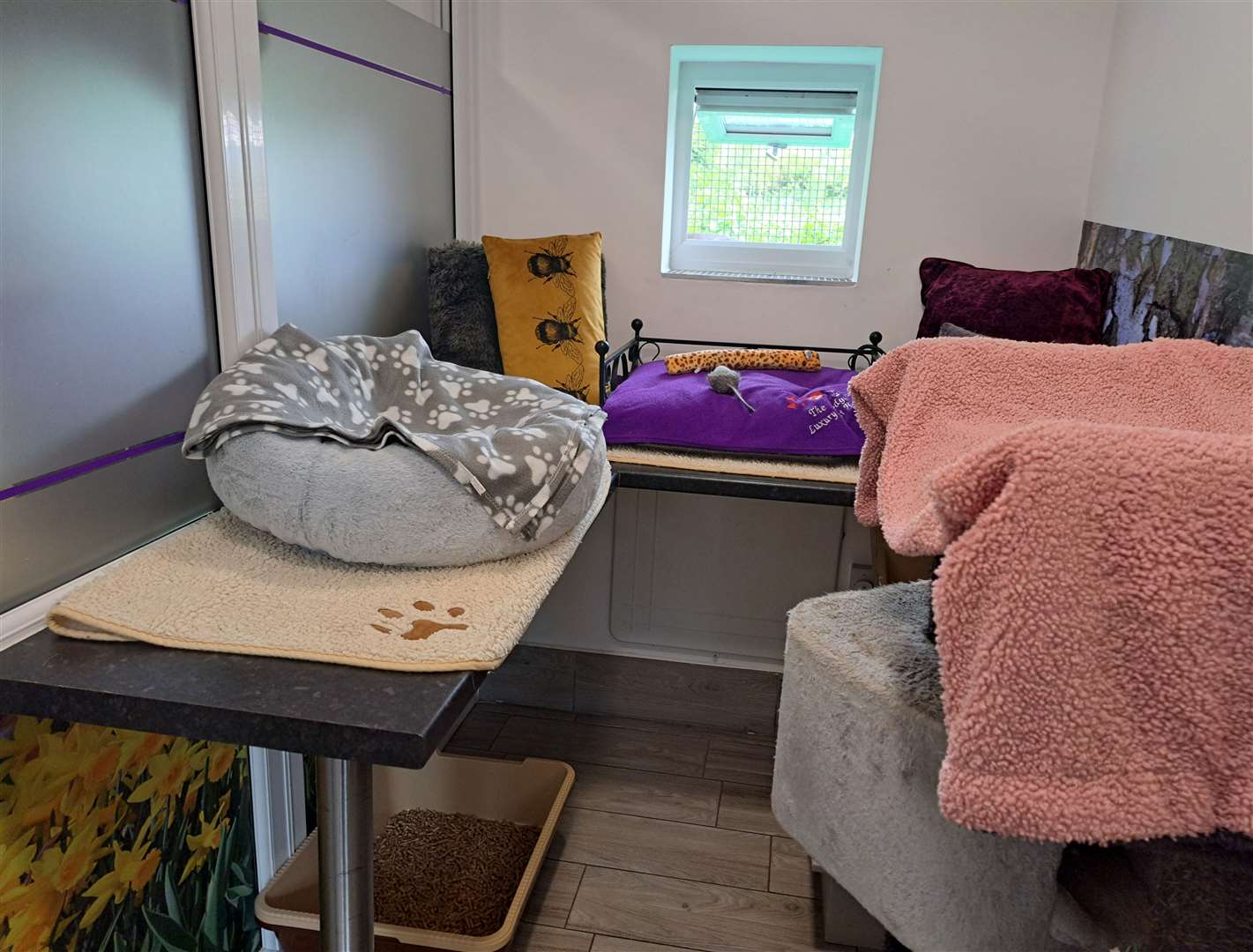An example of what is inside a cat suite