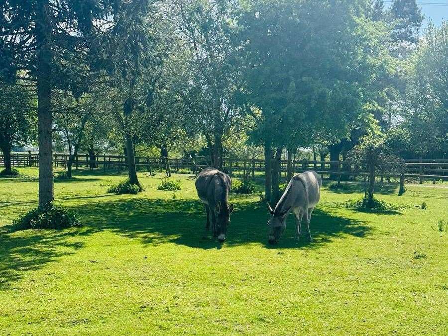 The farm is home to lots of four legged friends - including these two donkeys
