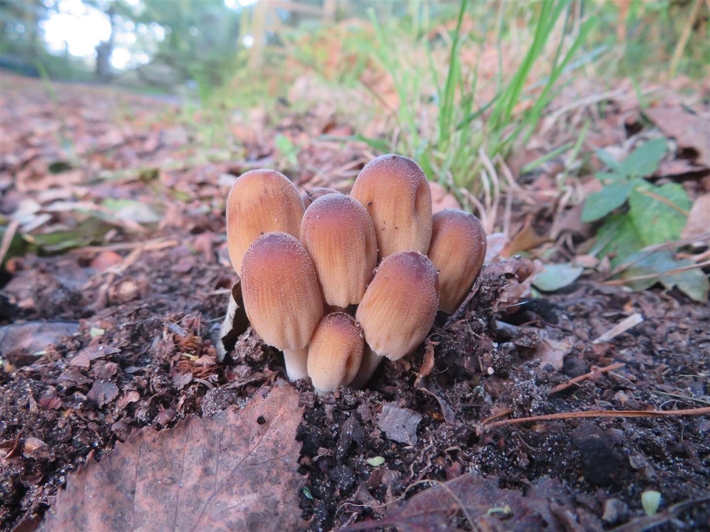 Fungi (59800136)