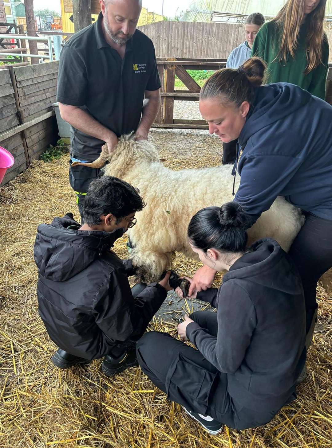 Youngsters learning about animal management