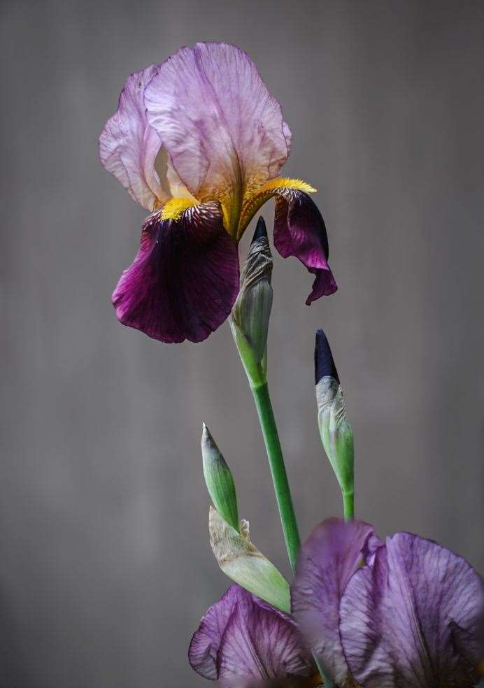 Iris by Sue West