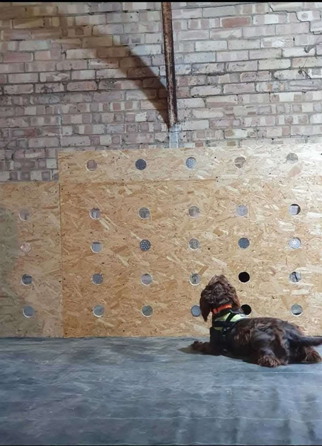 The dogs are trained