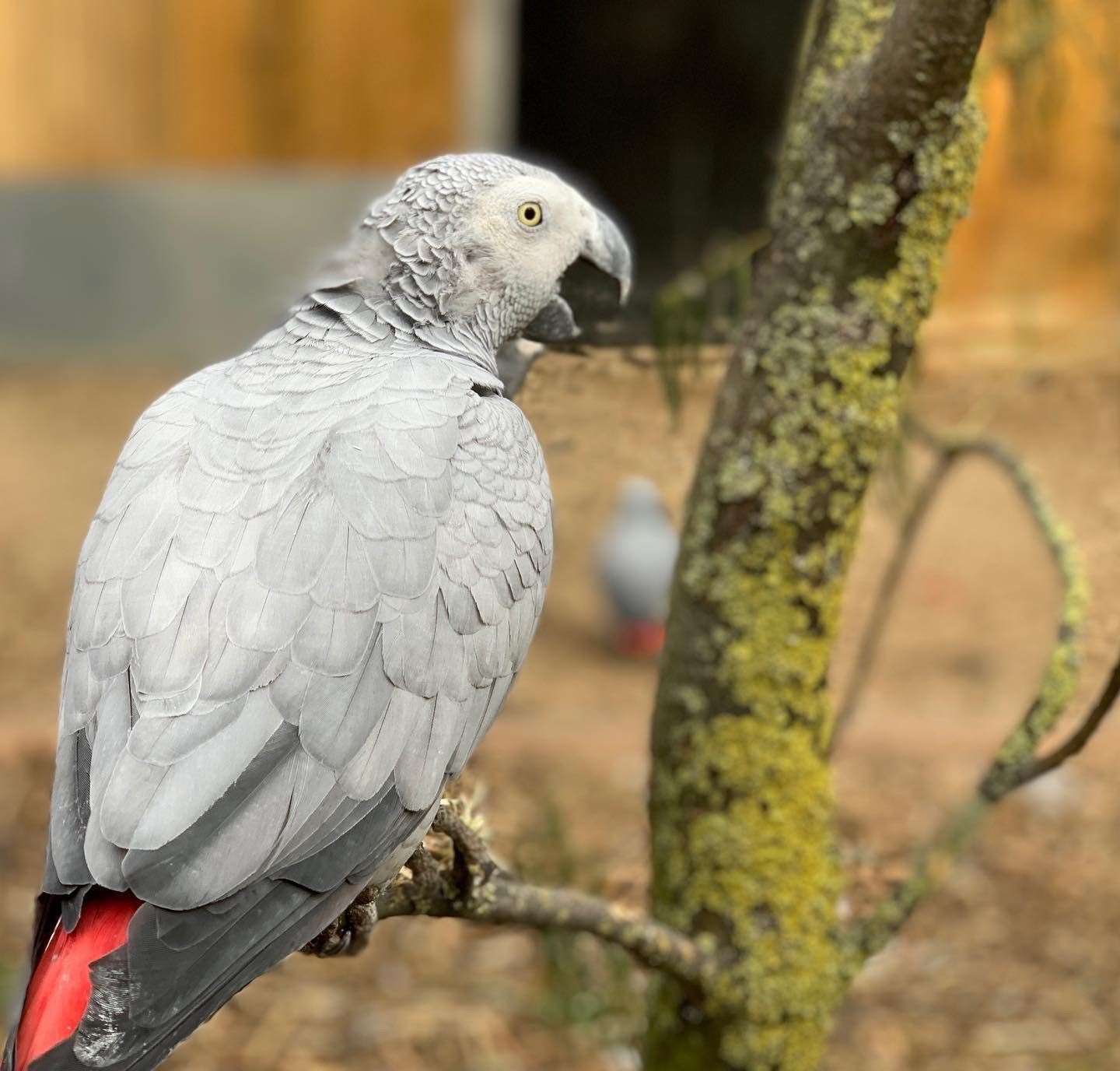 Despite the time of year, the birds are now singing Christmas songs