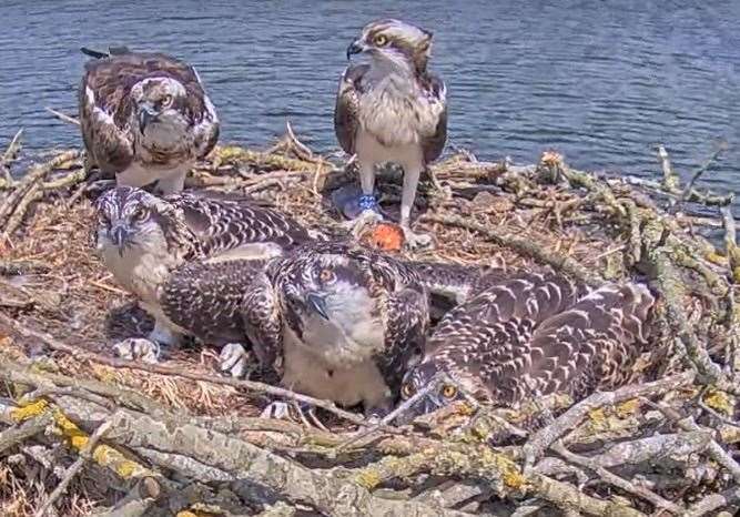 These five osprey youngsters were all ringed for monitoring. Photo: LRWT