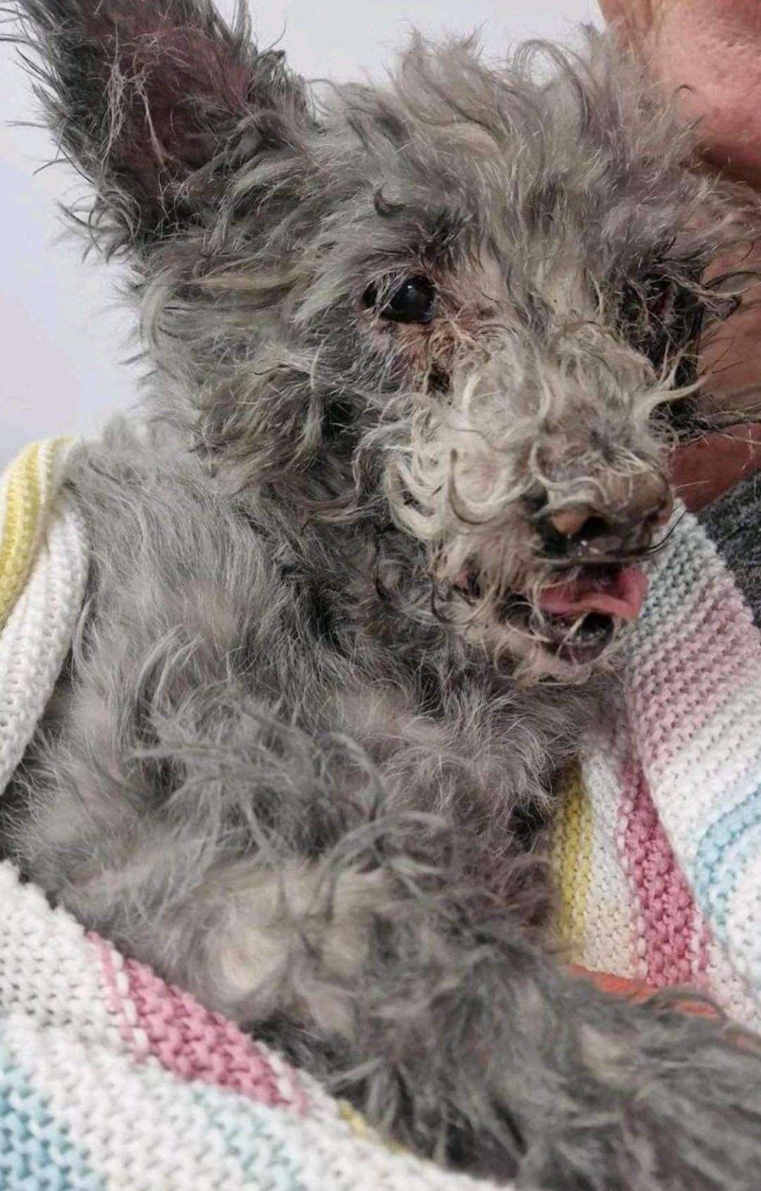 Lottie's normally white fur was stained grey by the smoke