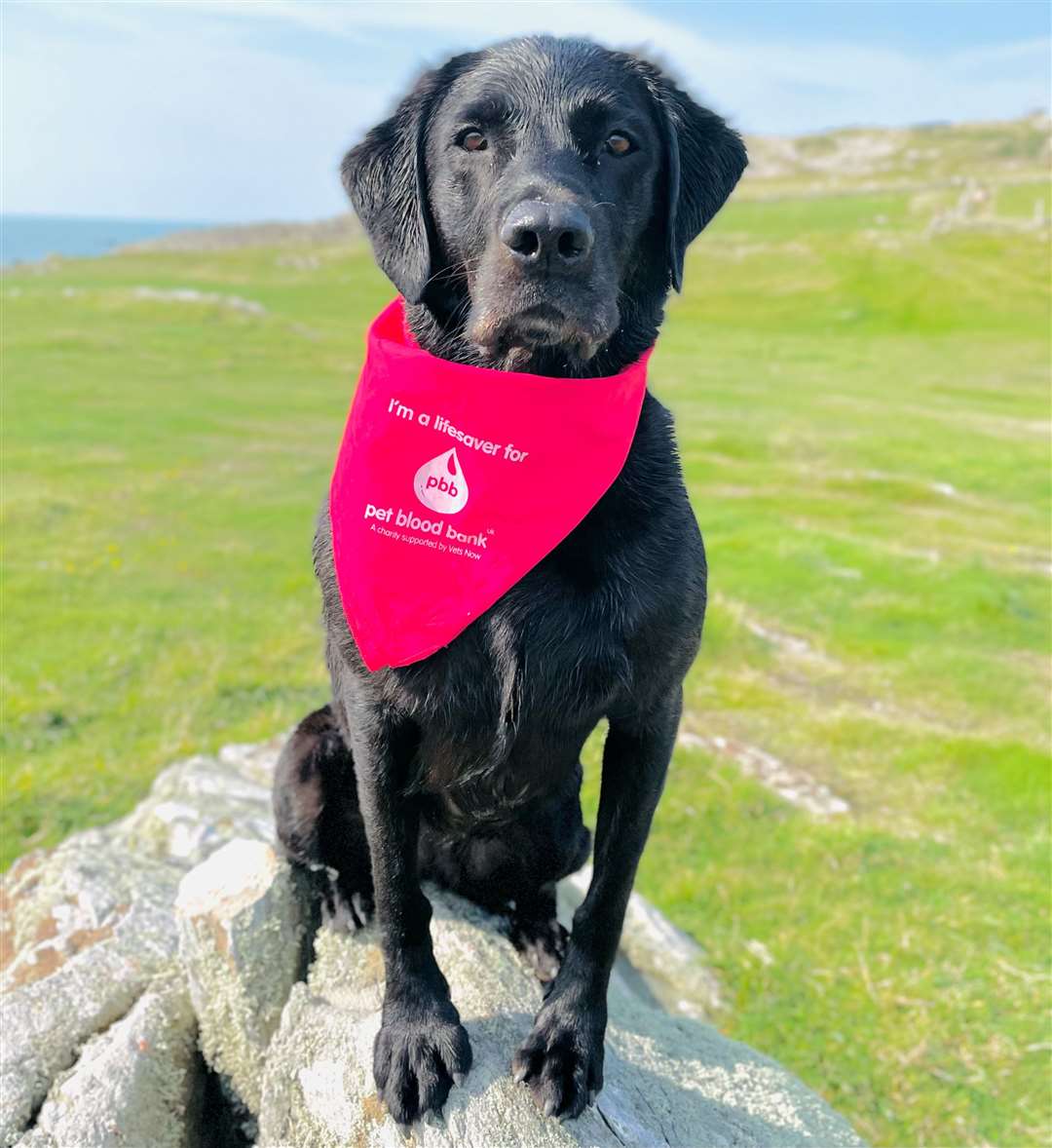 Tilly is a lifesaving dog