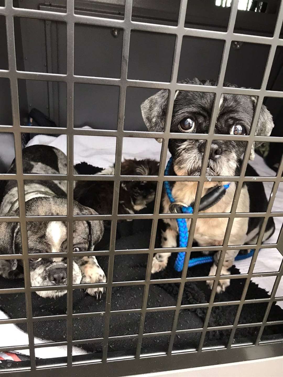Shih Tzus rescued by the South Lincolnshire Jerry Green team (60012898)