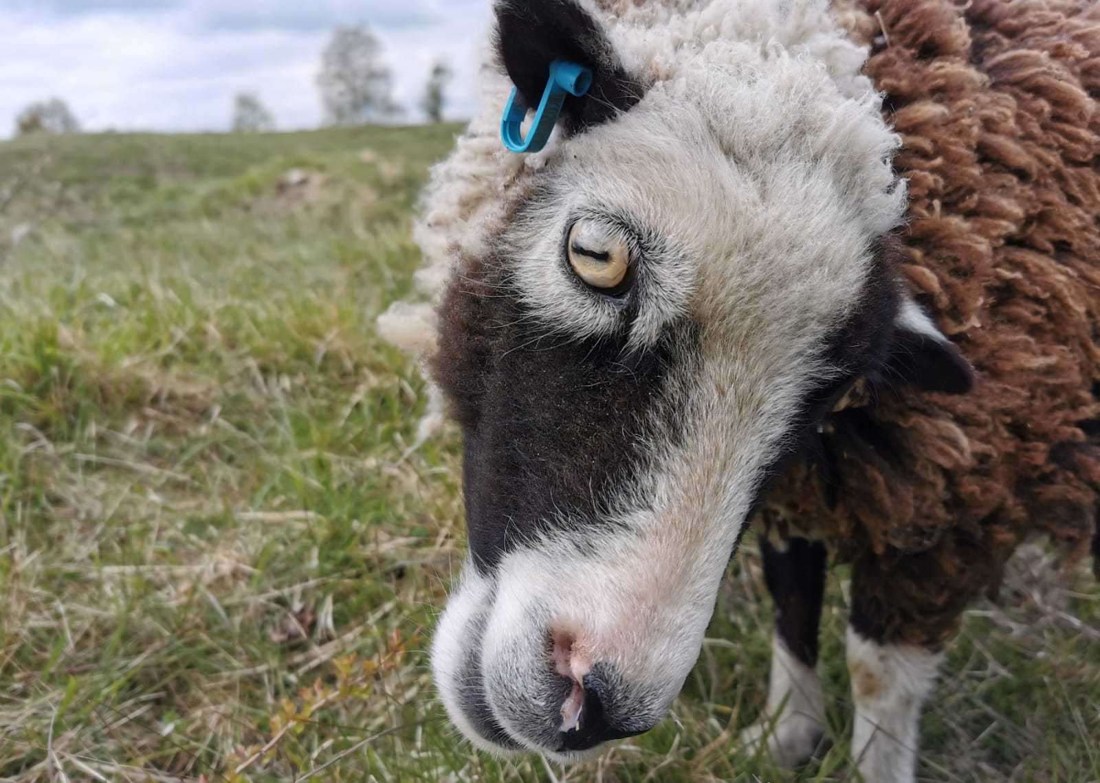 Wonky died following a dog attack at Barnack Hills and Holes