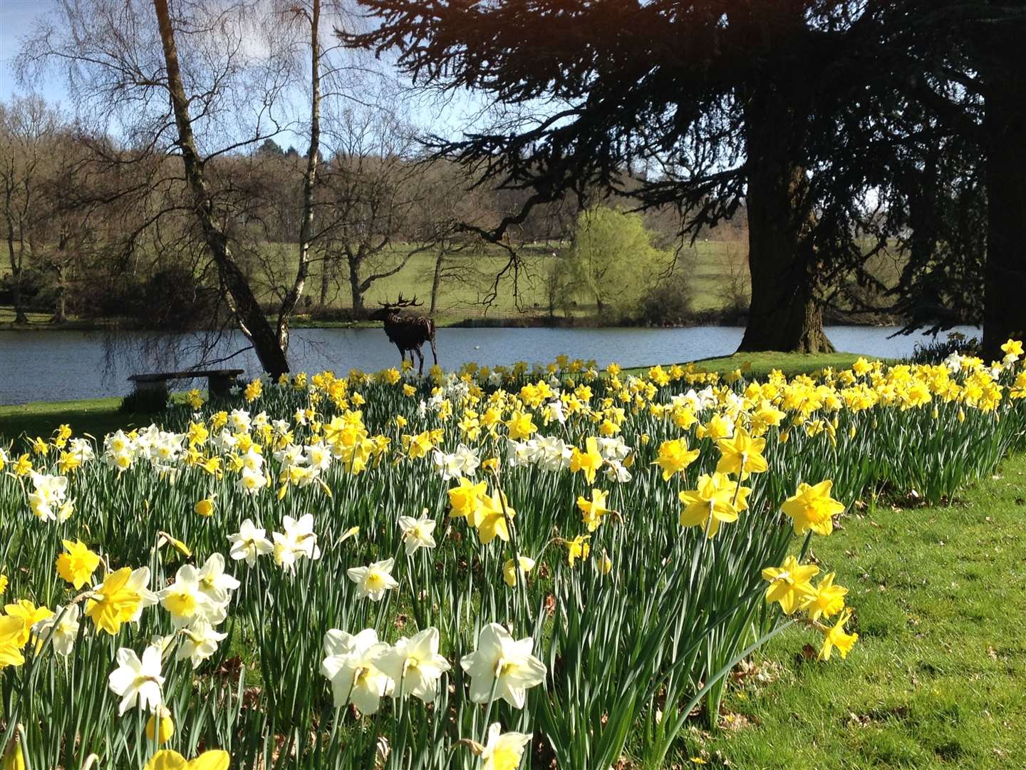 Daffodils in the private South Gardens at Burghley House near Stamford. Photo: National Garden Scheme
