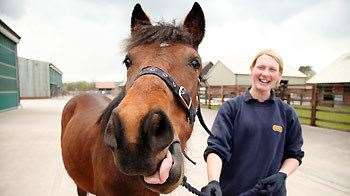 Horses are rehabilitated and rehomed by the RSPCA