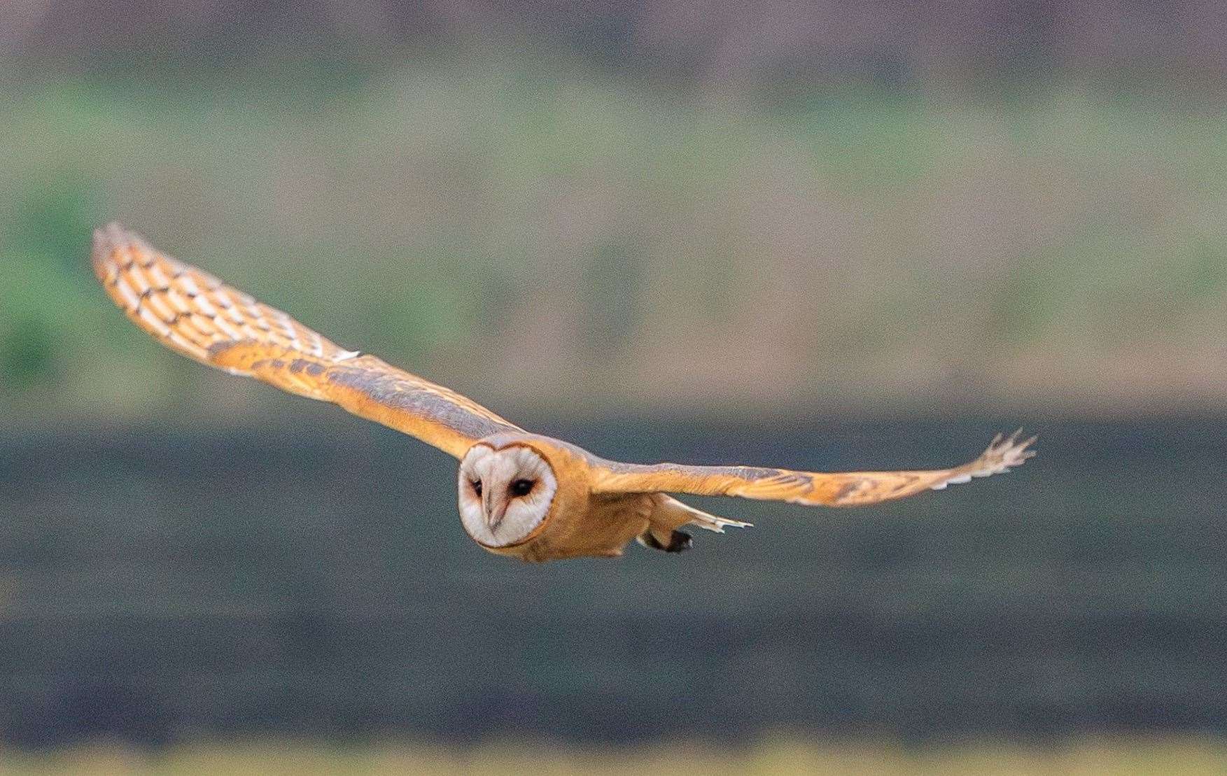It is believed to have been the second ever sighting in Lincolnshire. Pictures: Rob Walker Photography