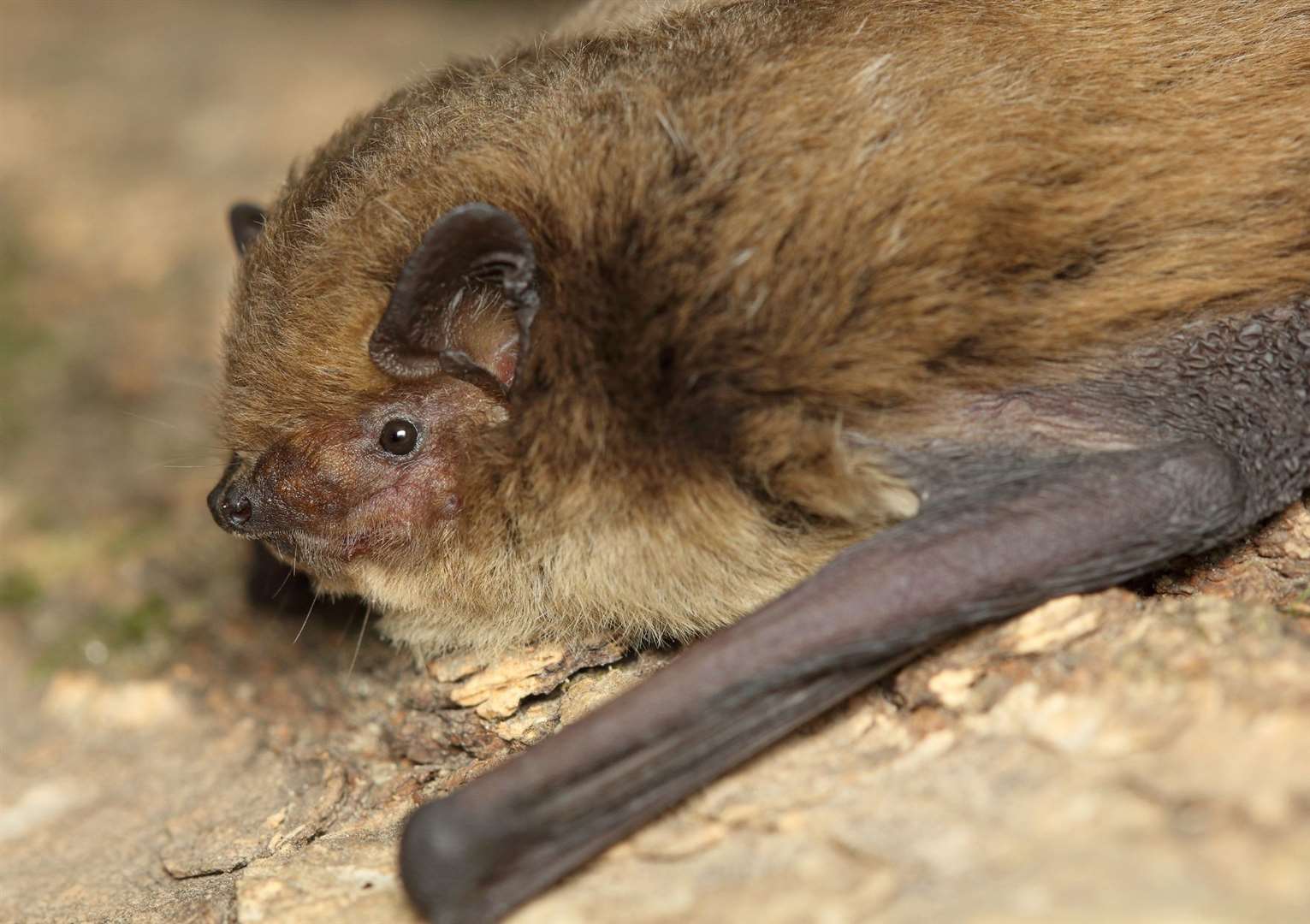A soprano pipistrelle in natural habitat. Photo: istock