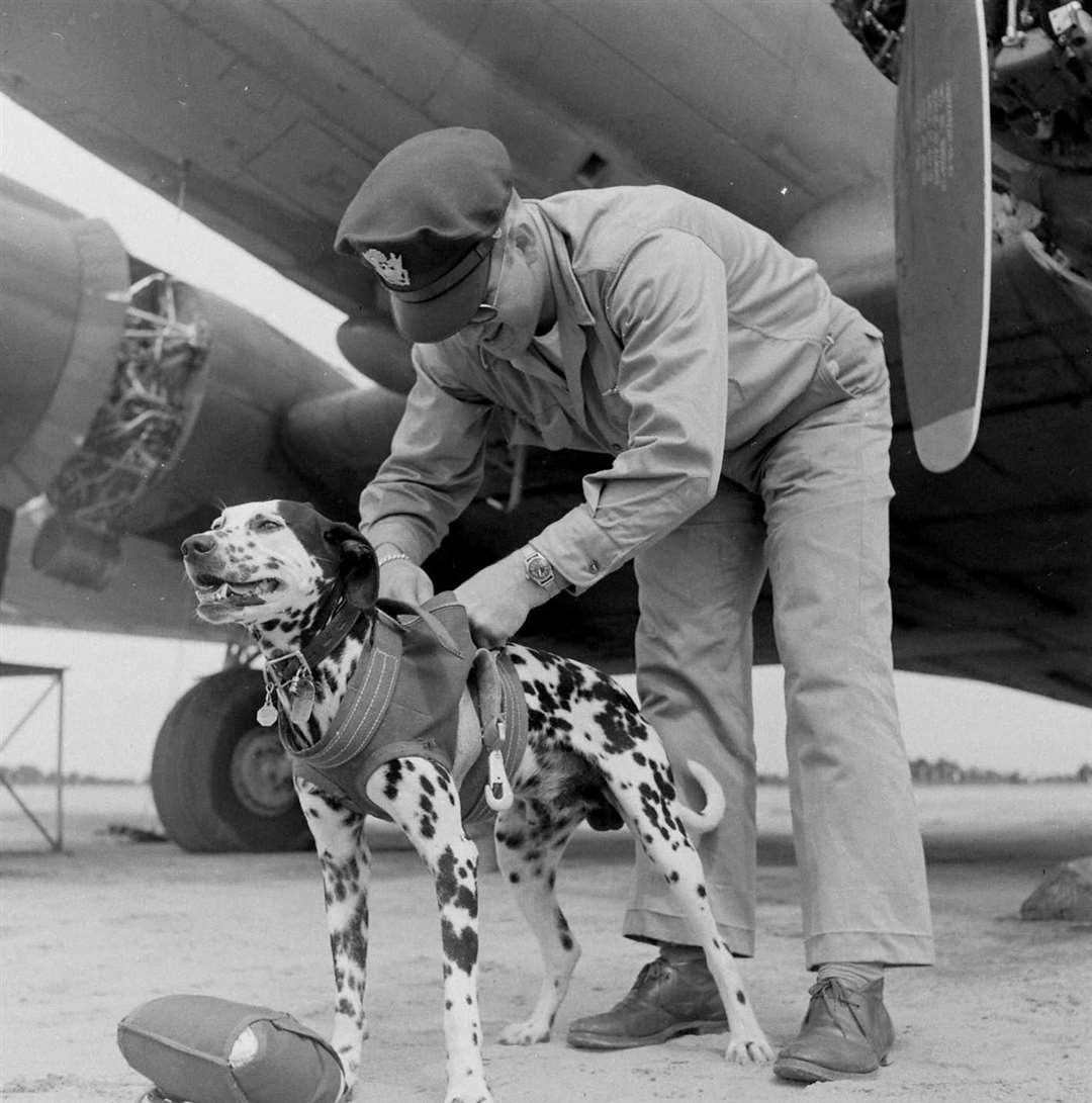 Major Jerry the dalmatian with Lt Col Lewis Frederick.
