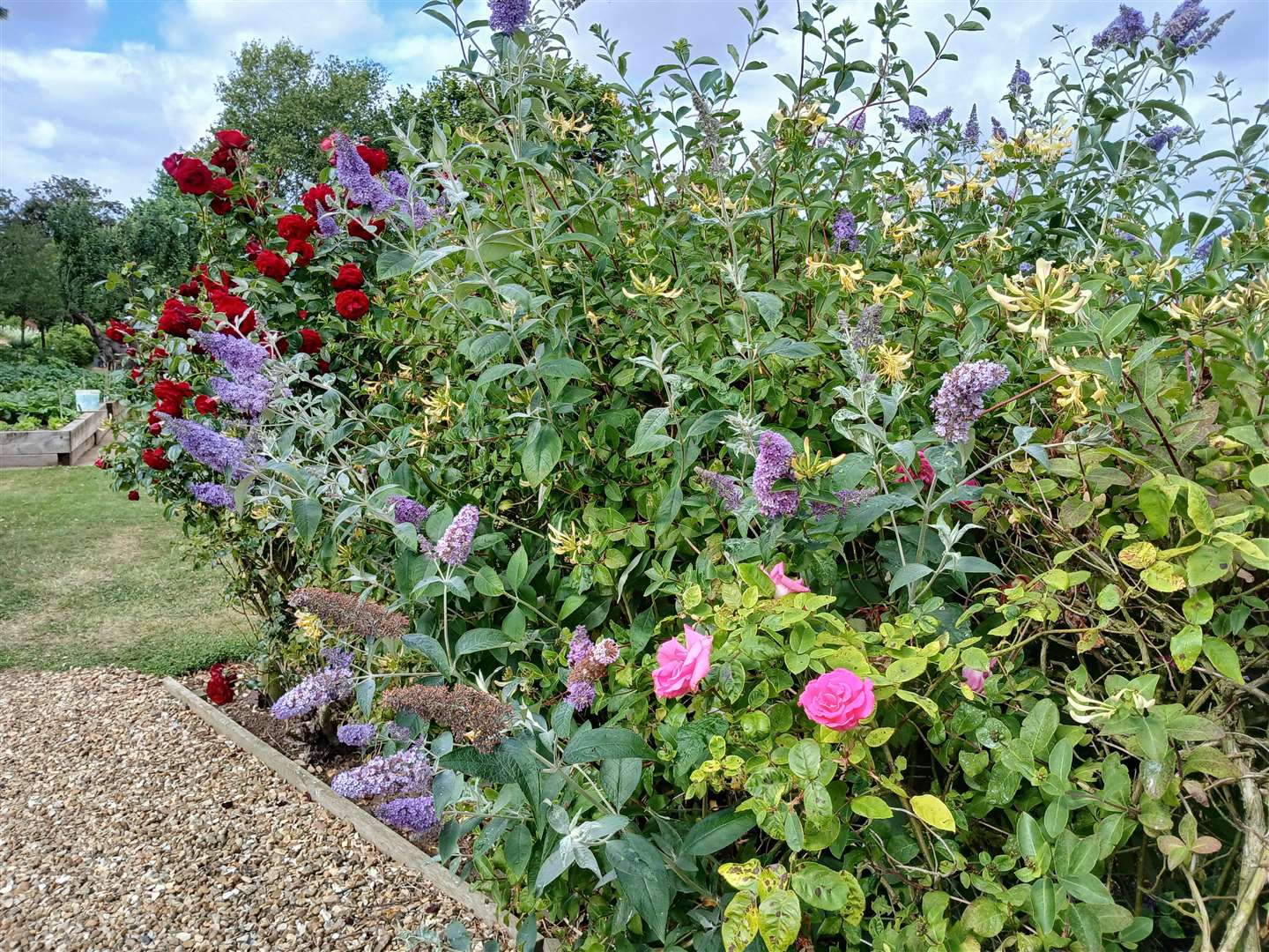 Some of the vibrant roses nestling among a buddleja
