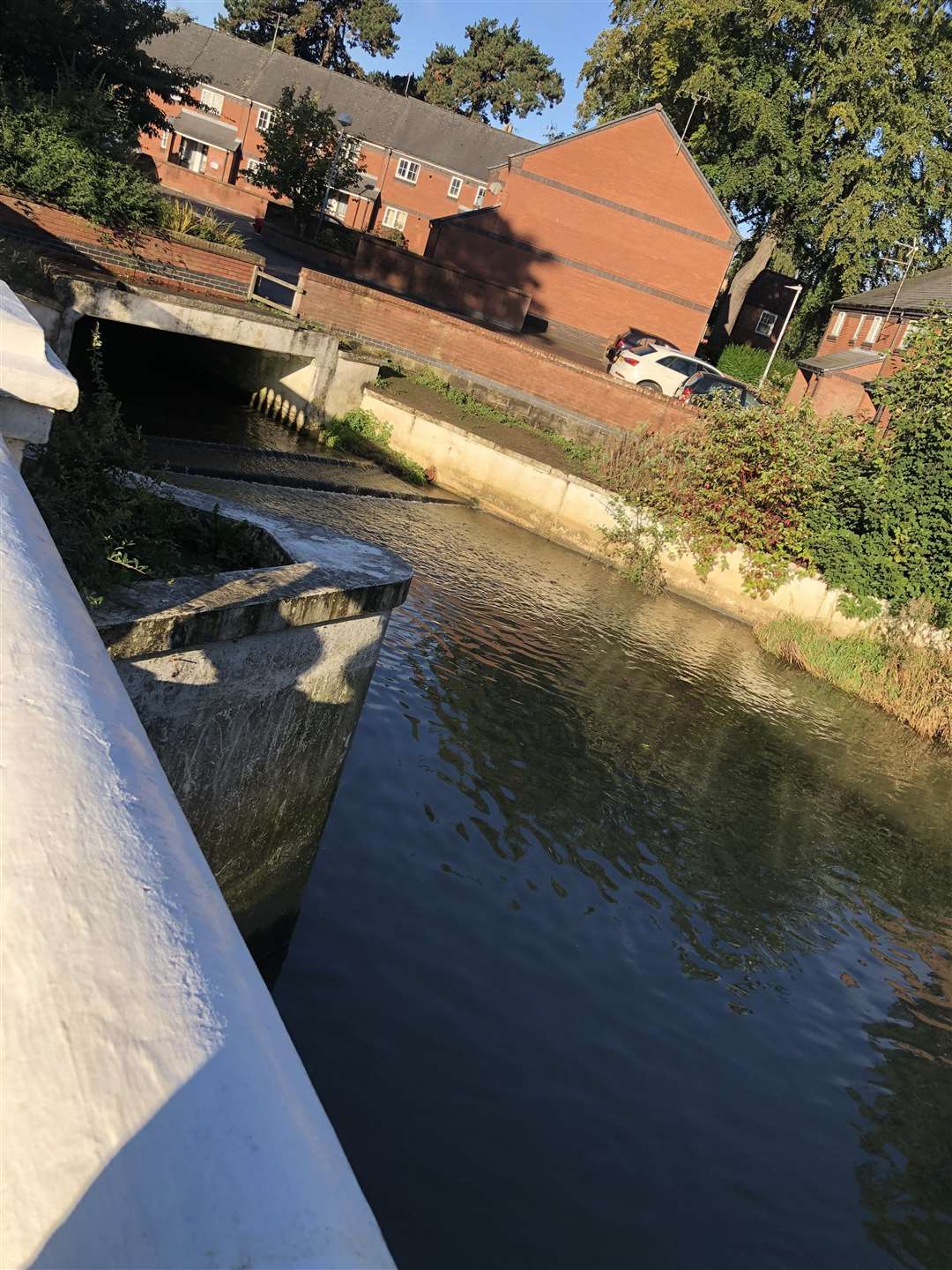 River Witham at Wyndham Park (51924982)