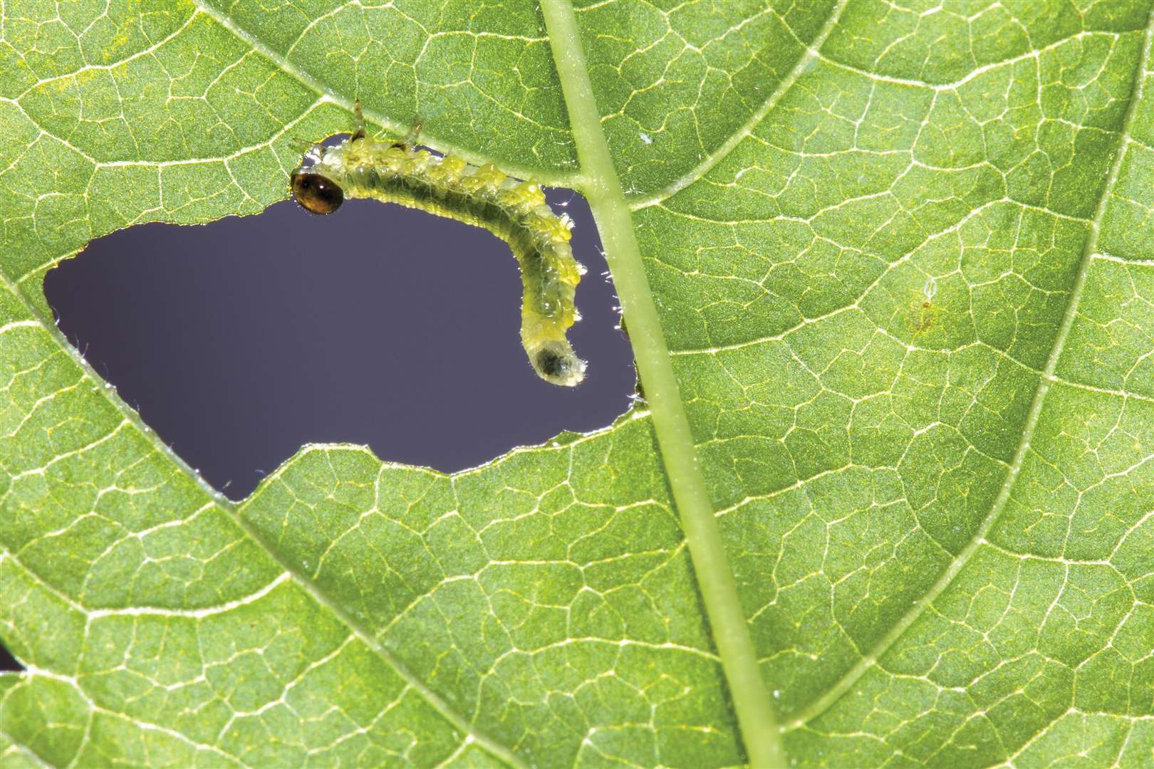 Sawfly Larvae