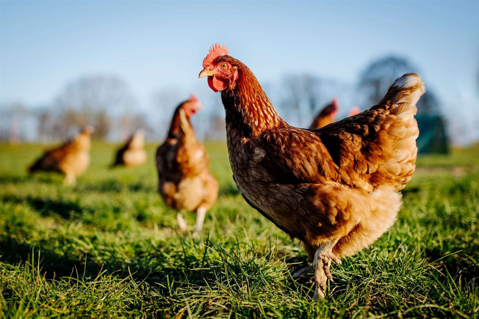 Chickens. Photo: istock
