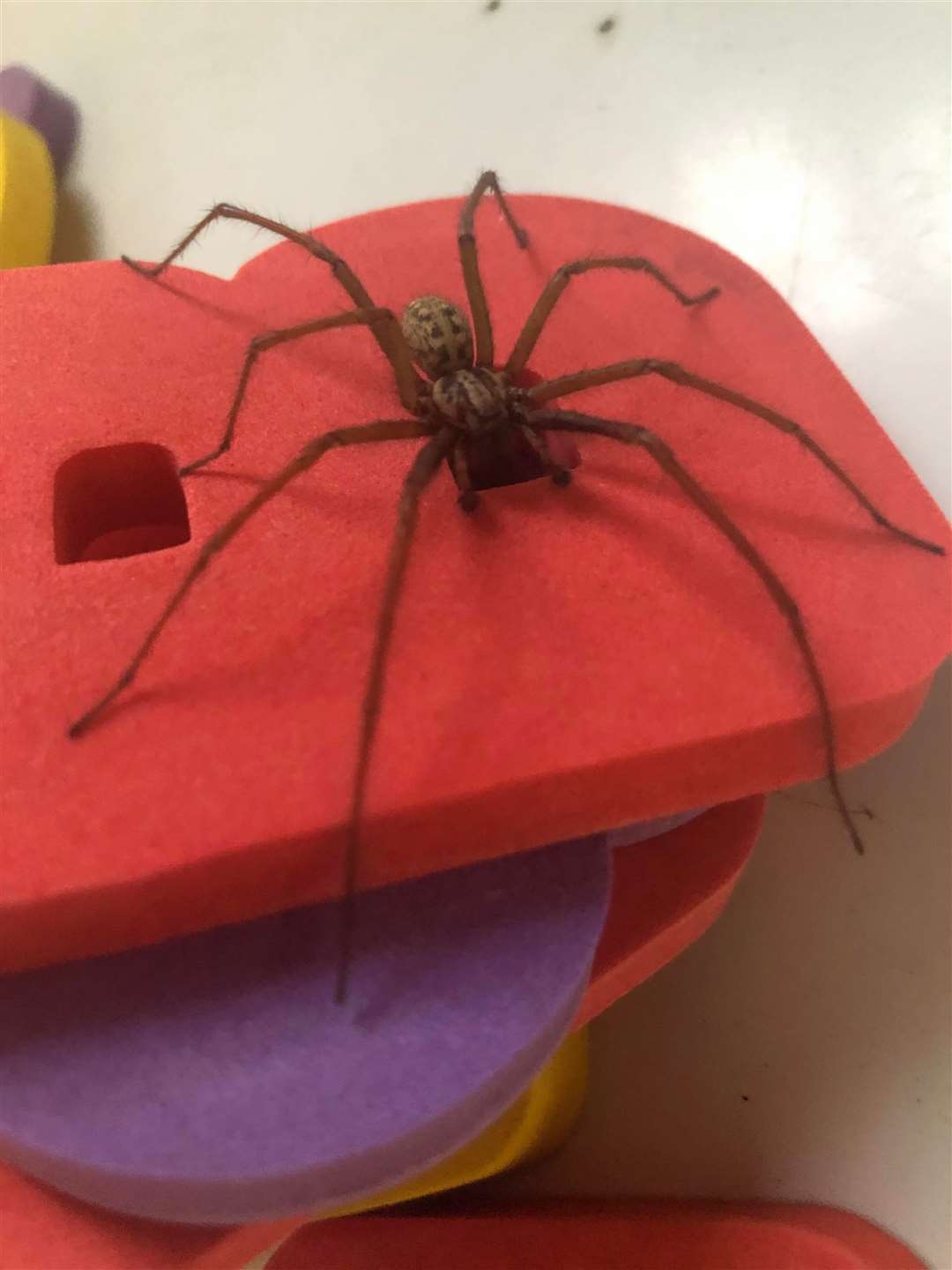 An example of some of the spiders we are seeing in our homes. This picture was taken in Gosberton