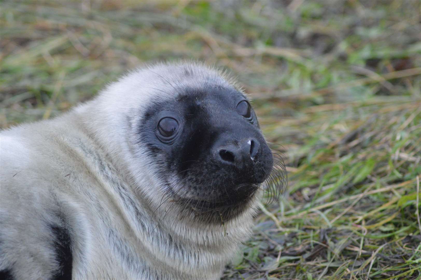 Donna Nook covers 1,150 hectares