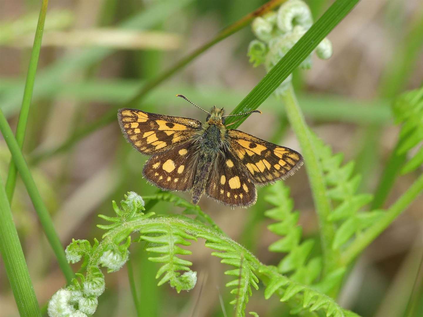 A male chequered skipper in 2020. Photo: Andy Wyles