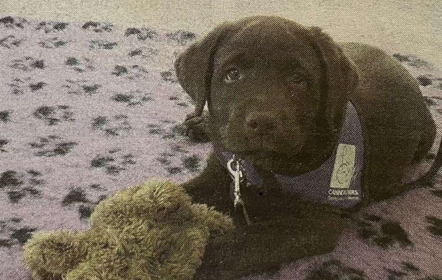 Utah as a puppy 10 years ago.