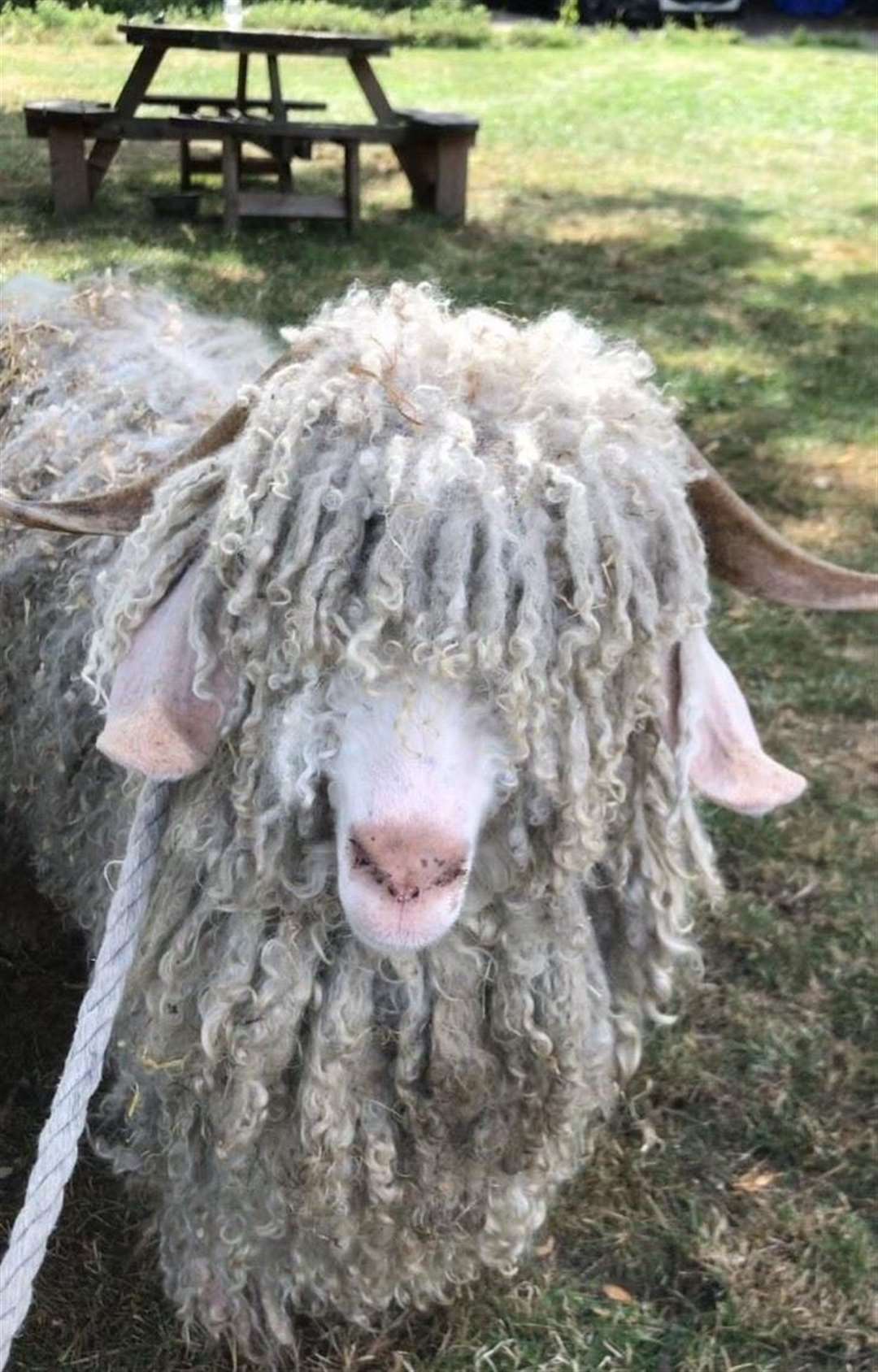 Angora goat