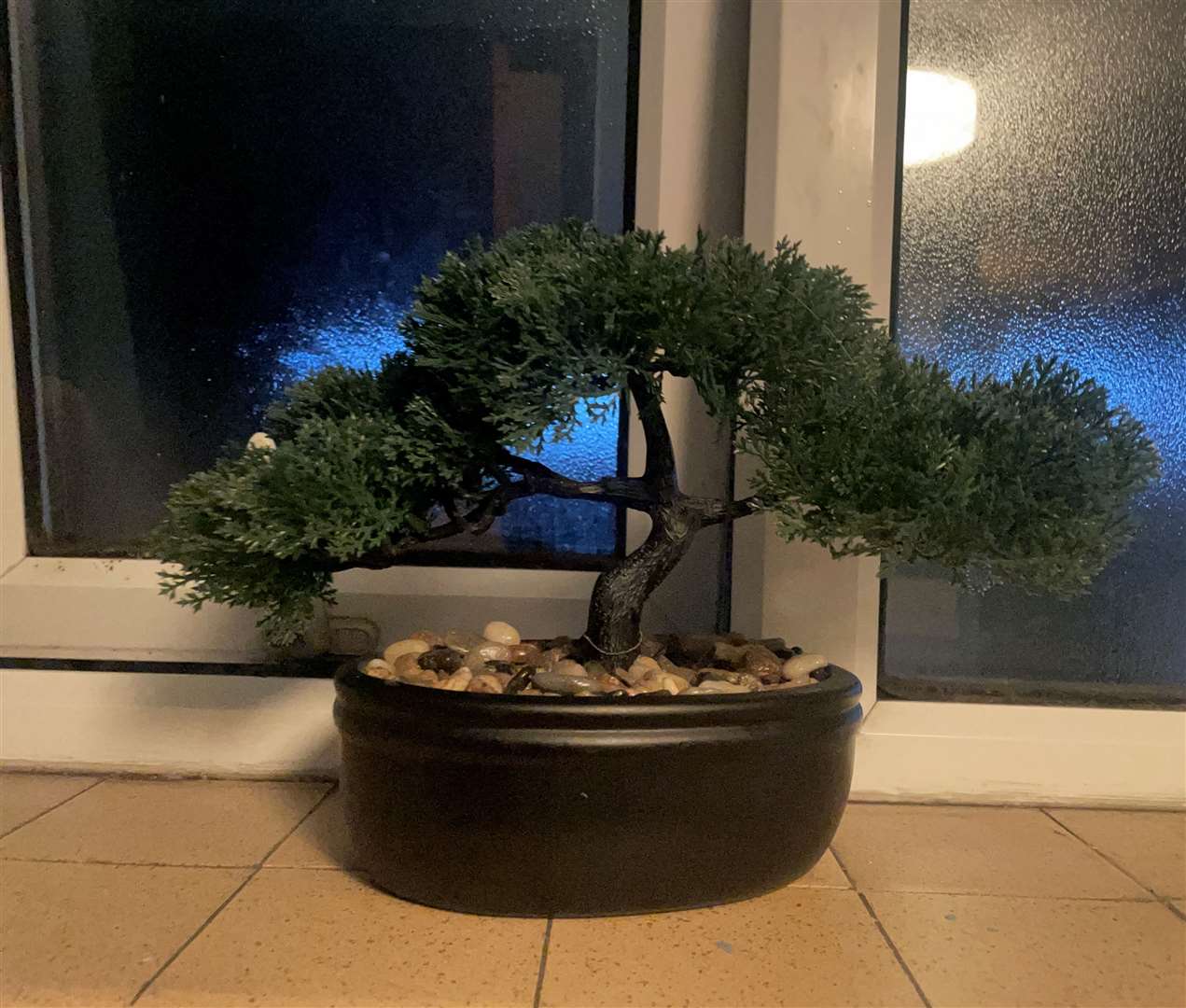 Real or fake? A bathroom Bonsai
